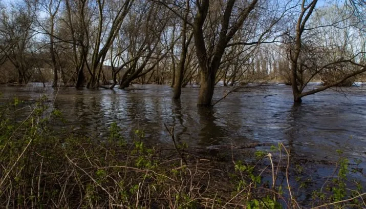 rhine 713369 960 720 715x408