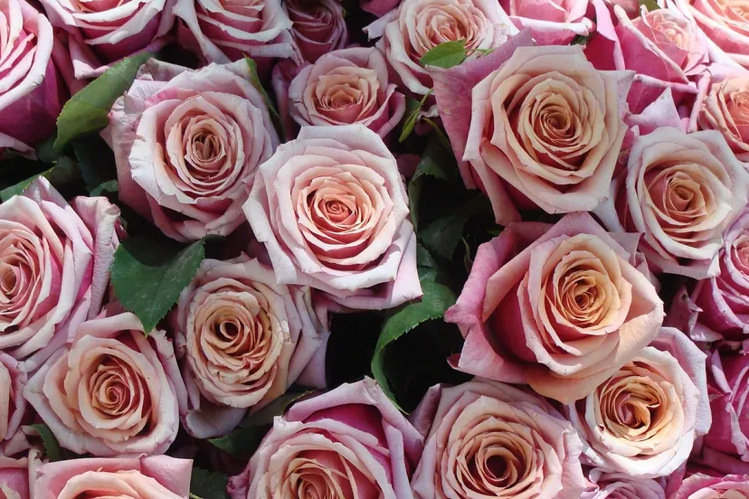 roses 535828 1920 e1446241688272