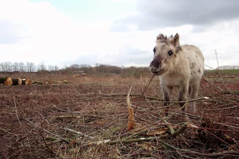 ruimte voor de waal in beuningen