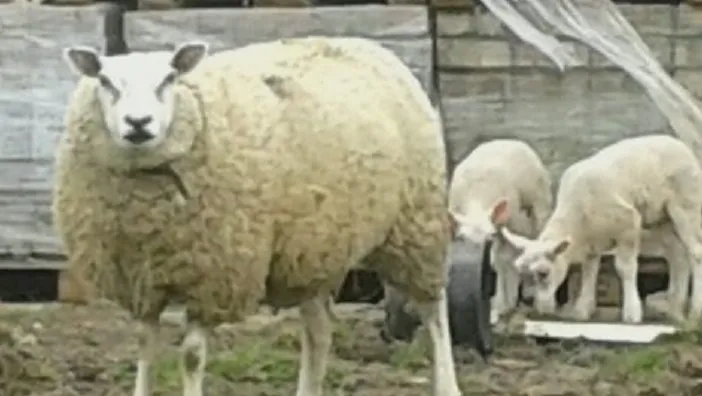 schaap gestolen beuningen e1487200703253