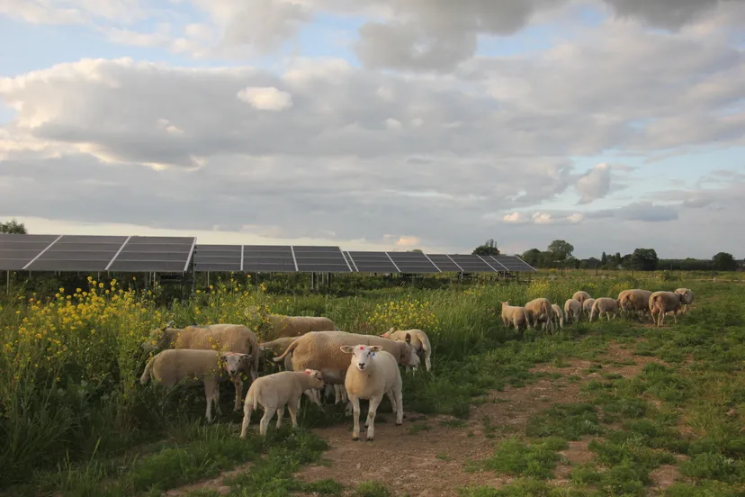 schapen grazen onder zonnepark lage woerd