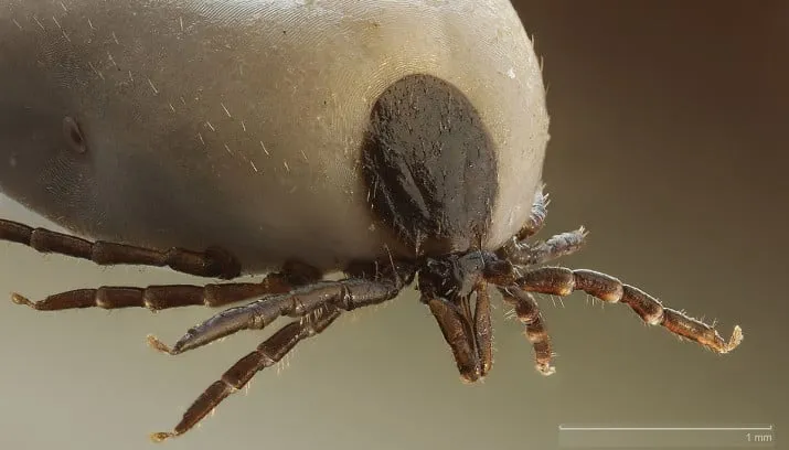 schapenteek richard bartz cc by sa 25 715x408