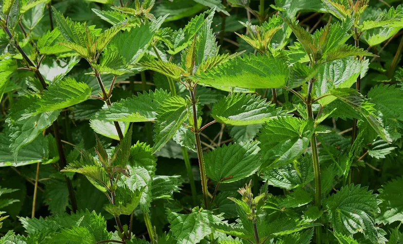 schermafbeelding 2017 09 19 om 123836