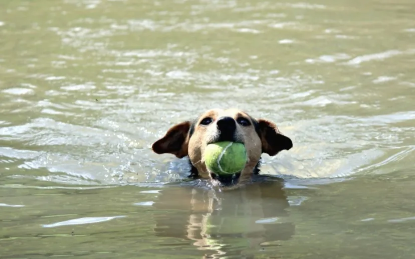 screenshot 20220813 163726 915x518 1