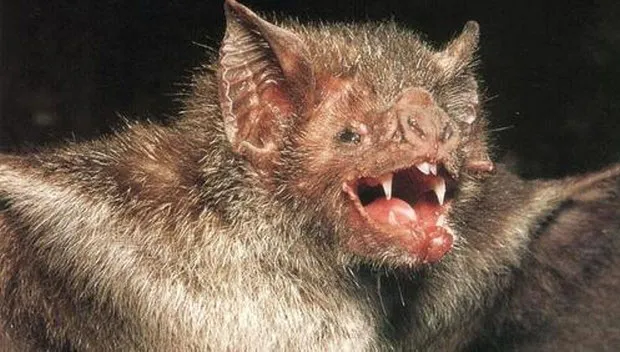 slsy79qbuecgkf0ezjxqg53gg vleermuis