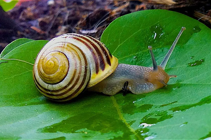 snail 1124028 960 720