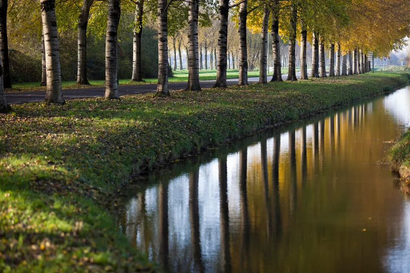 snoeien bomen nieuwe pieckelaan