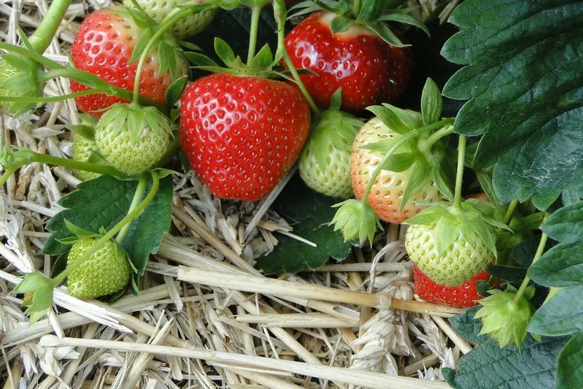 strawberries 196798 1280 e1433502081636