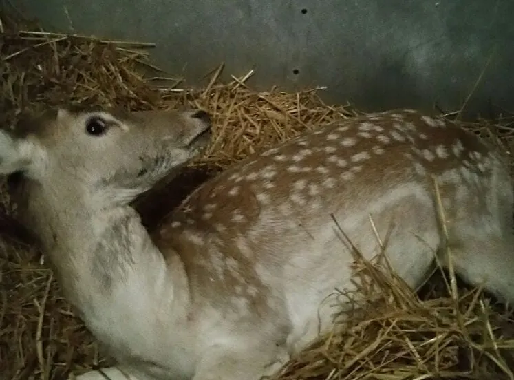 tam damhert loopt rond door beuningen