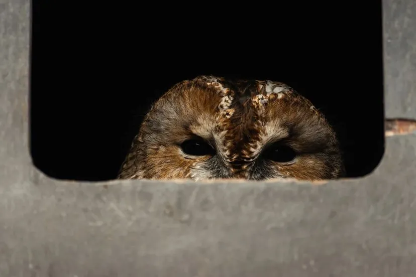 tawny owl 7860086 1280