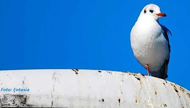 ted5s5jfcx9kin154vj73uf00 fotasia