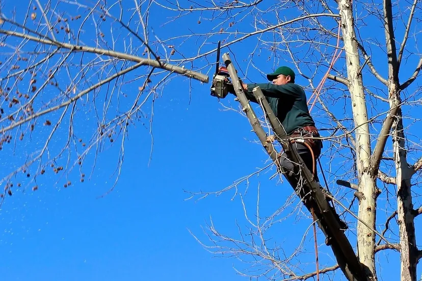 tree 100589 1280 e1446500984694