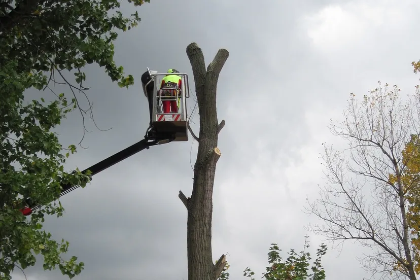 tree 1023385 1920 e1455033528168