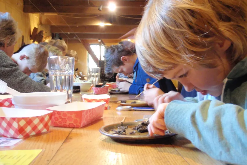 uilenballen uitpluizen