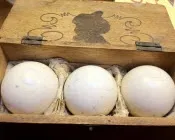 uj2q088q15fpn5z25npdbxt77 195540