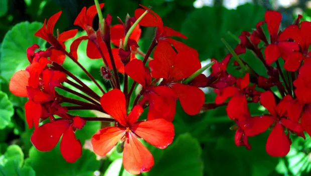 usdgyh2fwx64vce1v7yok1hgi geranium