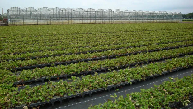 v333hajjabfhoo88twwewjwen aardbeienkwekerij