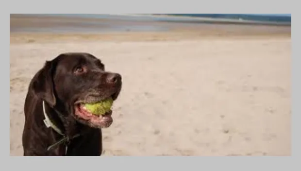 v4cun0exujqq9lgybuo7iz94f wandelen