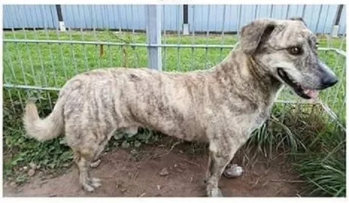 vermist sem in beuningen