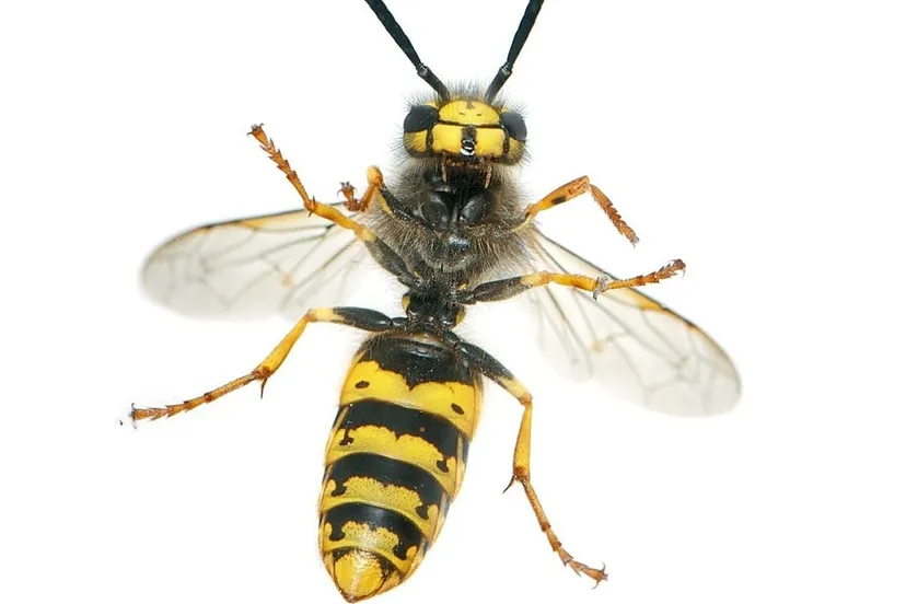 wasp 538470 1280 e1438719103842