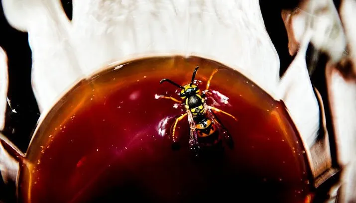 wespenoverlast groter dan vorige jaren 715x408