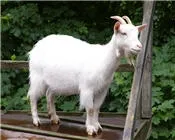 wk07aguct1z8xi0vrlmrtmrlu 30406