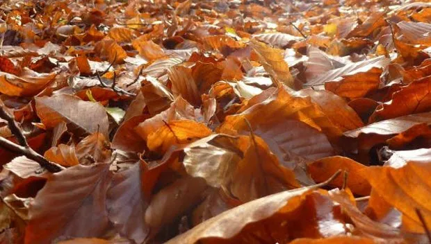 wlim35181aqejmkmnjrib2kgh herfstbladeren