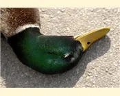 wrbptscco7log6sq7ydbr6smr 21232