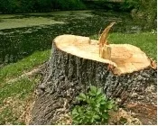 x4hd787szezsr31rdk0pui65q 141388