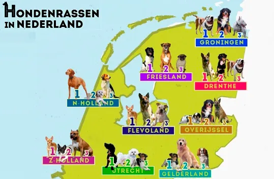 xus3wifomgdqqnvcochgfusx9 hondenrassen in nederland