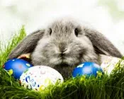 xx26zwfbuy99fuk3di77wp6yp 218034