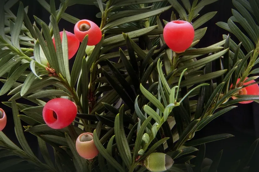 yew 185279 1280 e1432289150204