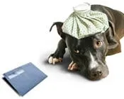 yopfglmi24pszp37agsh2rmi7 57965