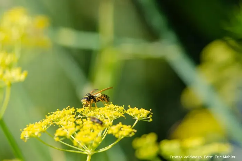 franse veldwesp op venkel 2 eric mahieu 66b9d85cccabd
