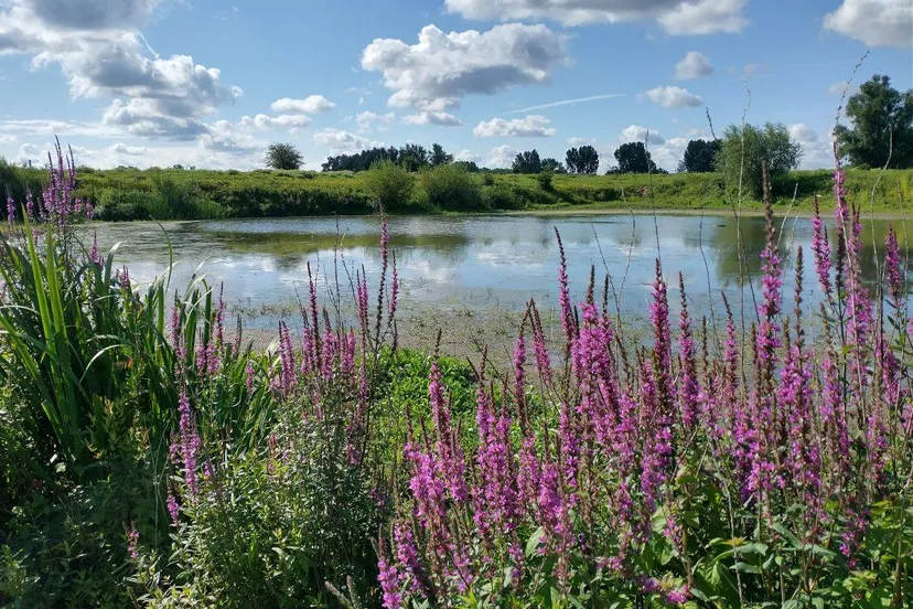 img 20200715 095827168 hdr