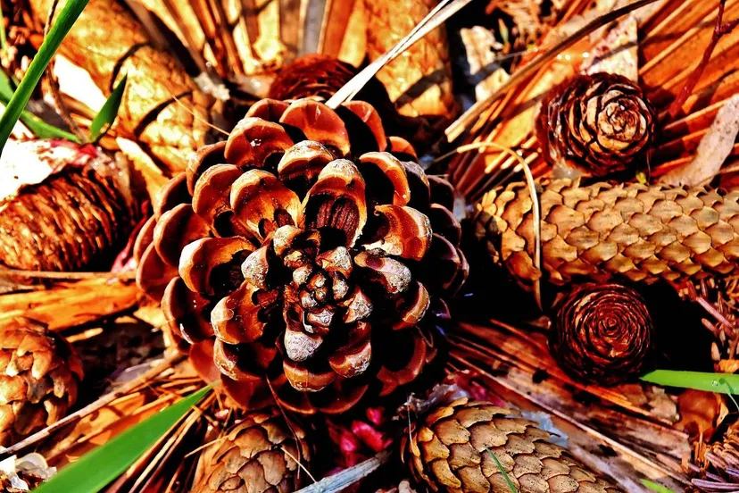 pinecone-2454322_1280