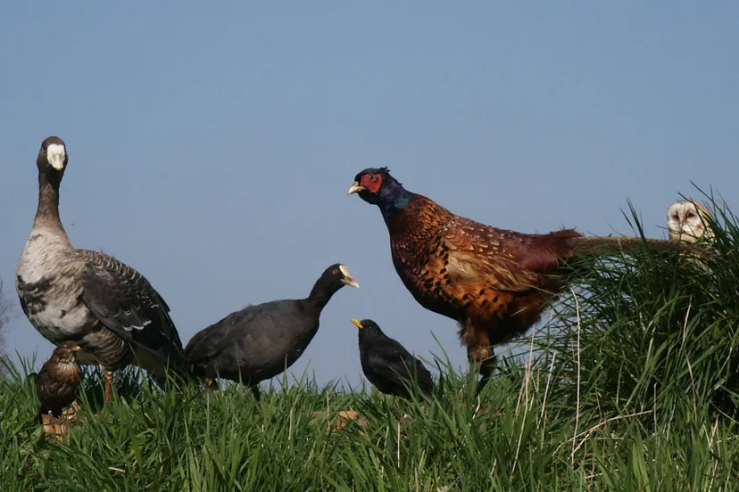 VroegevogelsPict0008