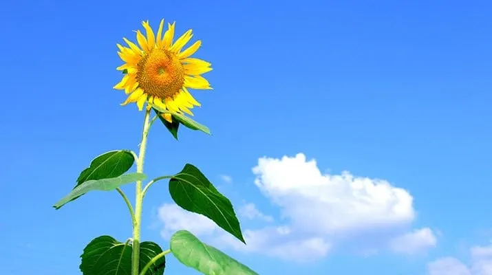 zonnebloem-715x400