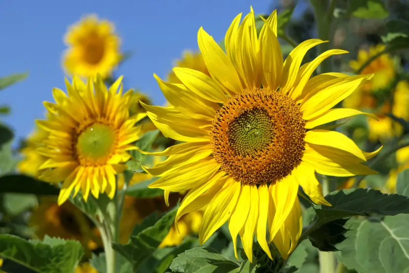Zonnebloemen Uschi_Du Pixabay