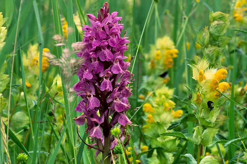 007350b ratelaar en rietorchis close buter henry 1