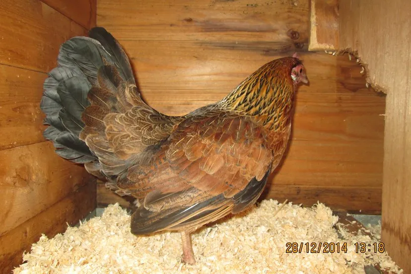 10009882 767816989963412 3833665617577642694 n