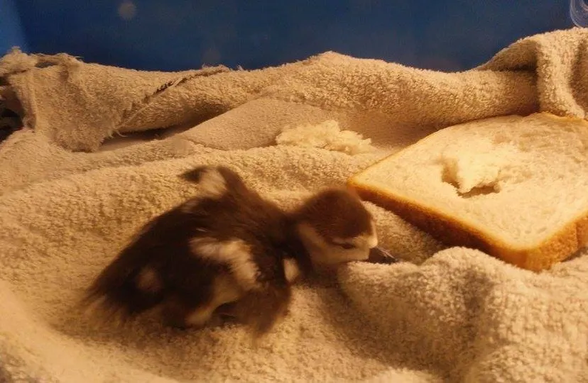 10390474 767095833368861 5944234645977677359 n