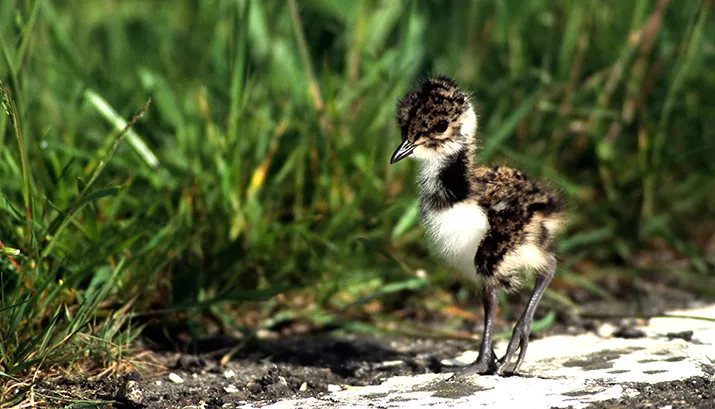 105221a kievit ger tik banner