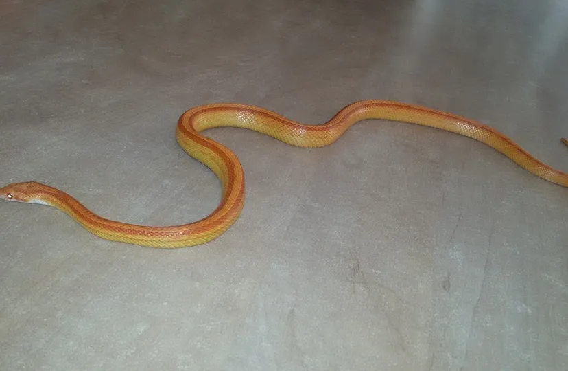 11165289 838818906196553 7009183404103461365 n