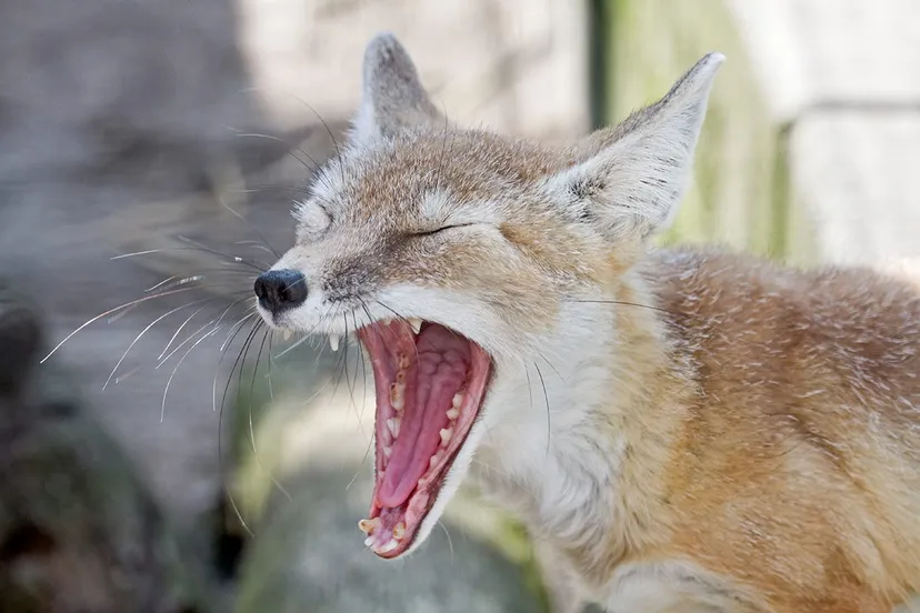 11168859 1083308861681065 4704511031835939593 o