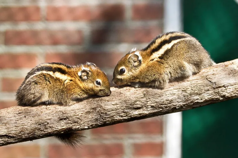 11907761 1084070601604891 6688592590984088152 o