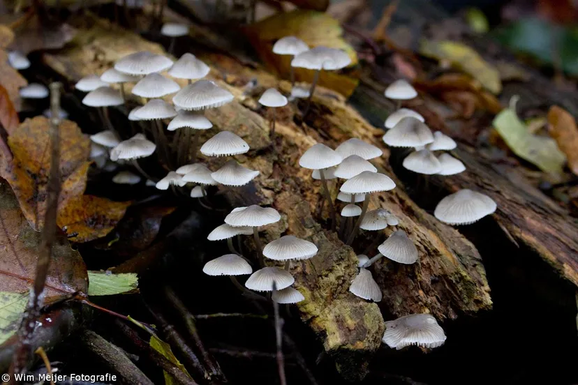 1913297 909474895731130 7145081678801064716 o