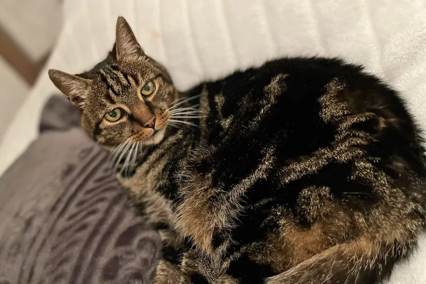 1979837 lion kopieren