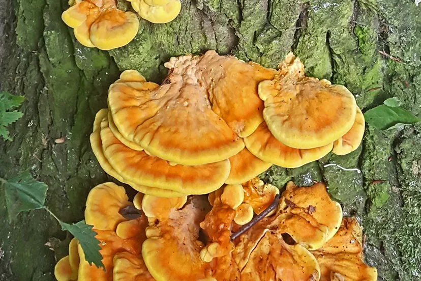 20170808 135036 banner