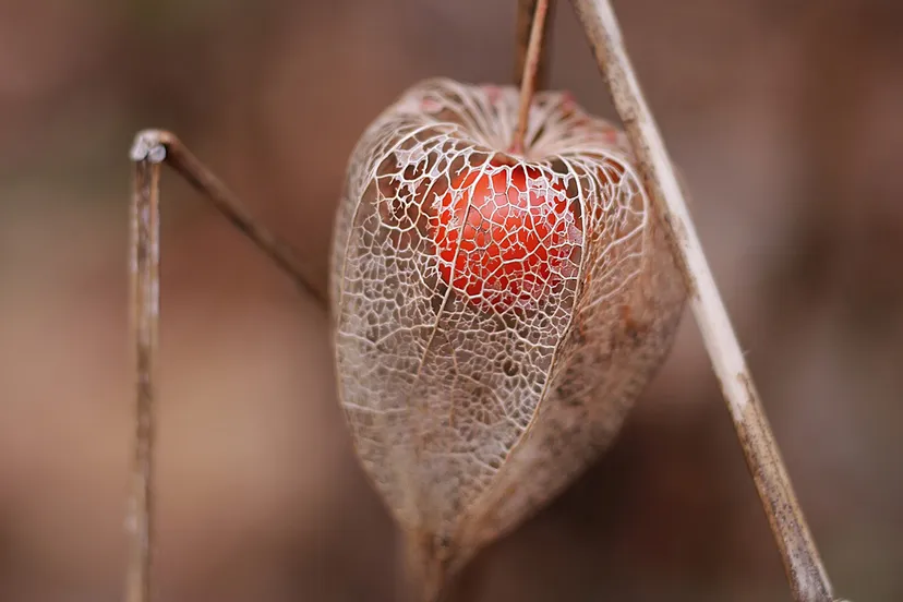 20201006 herfstspeurtocht in park westerhout